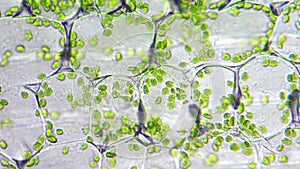 Chloroplasts in cells