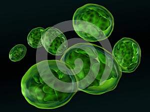 Chloroplasts isolated on black