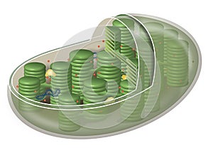 Chloroplast, plant cell organelle. illustration photo
