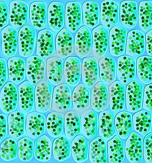 Chloroplasts visible in the cells