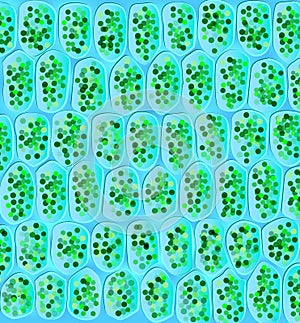 Chloroplasts visible in the cells photo