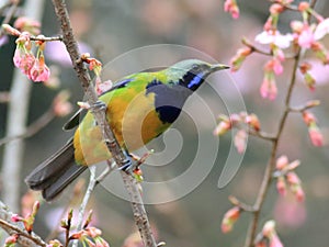 Chloropsis hardwickii foraging