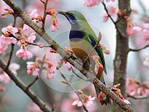 Chloropsis hardwickii foraging