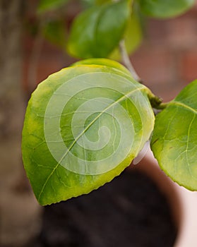 Chlorosis in a Camellia plant