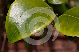 Chlorosis in a Camellia plant