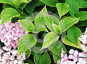 Chlorosis or iron deficiency on hydrangea leaves