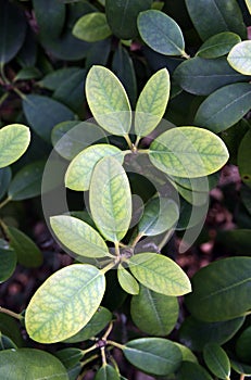 Chlorosis on the leaves of rhododendron