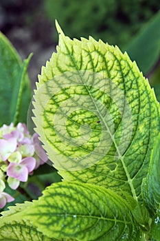 Chlorosis on the plants