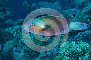 Fish of the Red Sea. Daisy Parrotfish