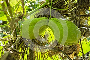 Cho-cho Fruits On Vine