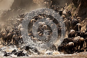 Choas of Wildebeests while crossing the Mara river