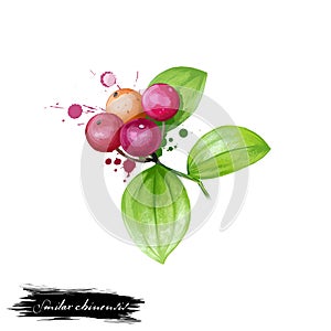 Chobchini - Smilax chinensis ayurvedic herb, berries. digital art illustration with text isolated on white. Healthy organic spa