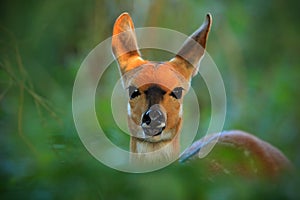 Chobe Bushbuck, Tragelaphus scriptttus ornatus, detail portrait of antelope in the green leaves, animal in the nature habitat, Vic