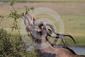 Chobe feeding kudu