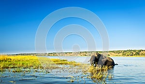 Chobe National Park