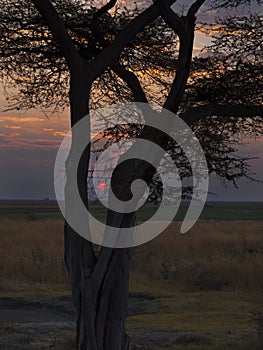 The Chobe National Park between Botswana and Namibia at sunset, Africa