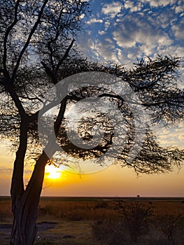 The Chobe National Park between Botswana and Namibia at sunset, Africa