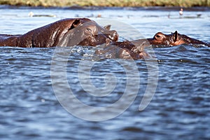 Chobe River, Botswana, Africa