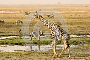 Chobe Riverfront photo