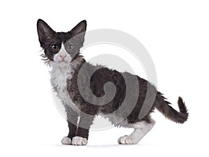 Choc with white LaPerm cat on white background