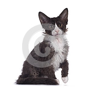 Choc with white LaPerm cat on white background