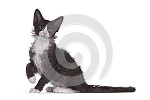 Choc with white LaPerm cat on white background