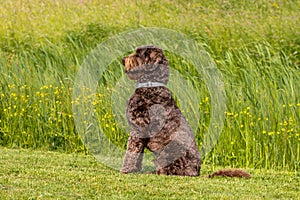 Chocolade brown Labradoodle dog sitting at attention in gras