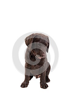 Chocolat labrador retriever puppy