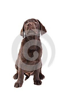 Chocolat labrador retriever puppy