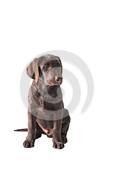 Chocolat labrador retriever puppy