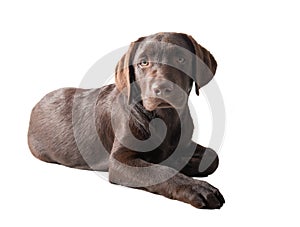 Chocolat labrador retriever puppy