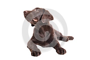 Chocolat labrador retriever puppy