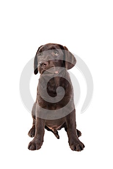 Chocolat labrador retriever puppy