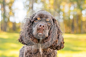Chocolate American cocker spaniel playing at a pack with green background