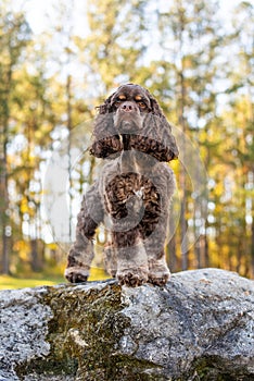 Chocolate American cocker spaniel playing at a pack with green background