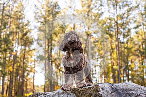 Chocolate American cocker spaniel playing at a pack with green background