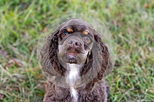 Chocolate American cocker spaniel playing at a pack with green background