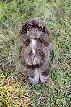 Chocolate American cocker spaniel playing at a pack with green background