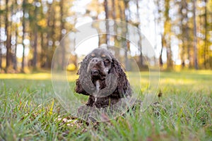 Chocolate American cocker spaniel playing at a pack with green background