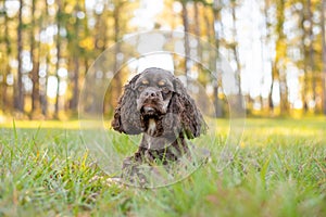 Chocolate American cocker spaniel playing at a pack with green background