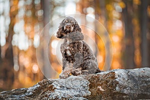 Chocolate American cocker spaniel playing at a pack with green background