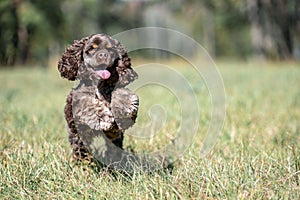 Chocolate American cocker spaniel playing at a pack with green background