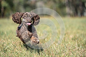 Chocolate American cocker spaniel playing at a pack with green background