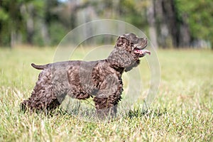 Chocolate American cocker spaniel playing at a pack with green background