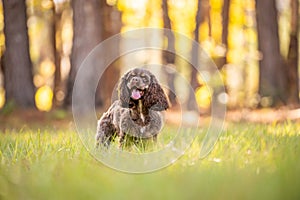 Chocolate American cocker spaniel playing at a pack with green background