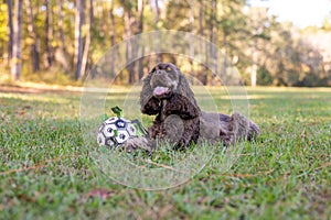 Chocolate American cocker spaniel playing at a pack with green background