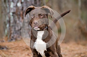 Chocolate American Pitbull Terrier Puppy Dog