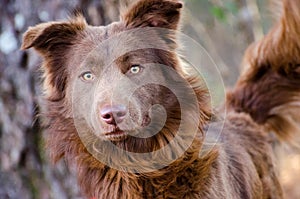 Chocolate Aussie mixed breed dog