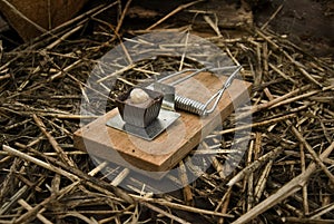 Chocolate Baited Mousetrap