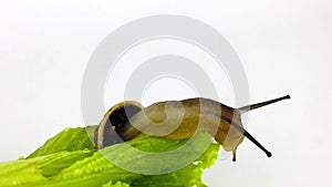 Chocolate-band snail on lettuce leaf 03 slow motion